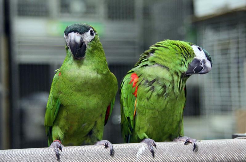 IMG_1263.jpg - kawloon bird market: they talk...